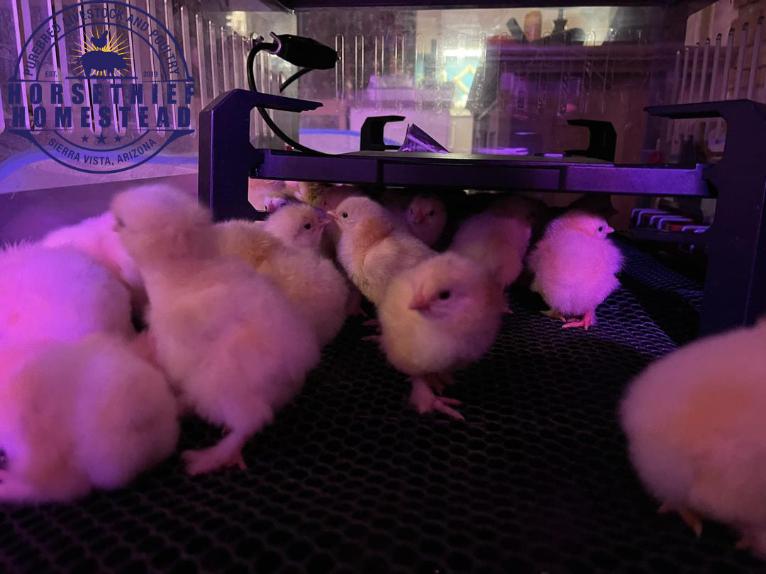 10+ Purebred Light Brahma Hatching Eggs NPIP/AI Clean