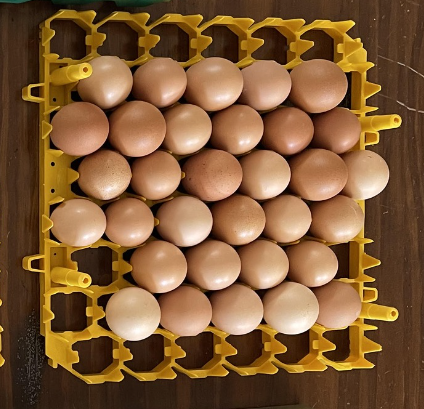 10+ Purebred Buff Brahma Hatching Eggs NPIP/AI Clean