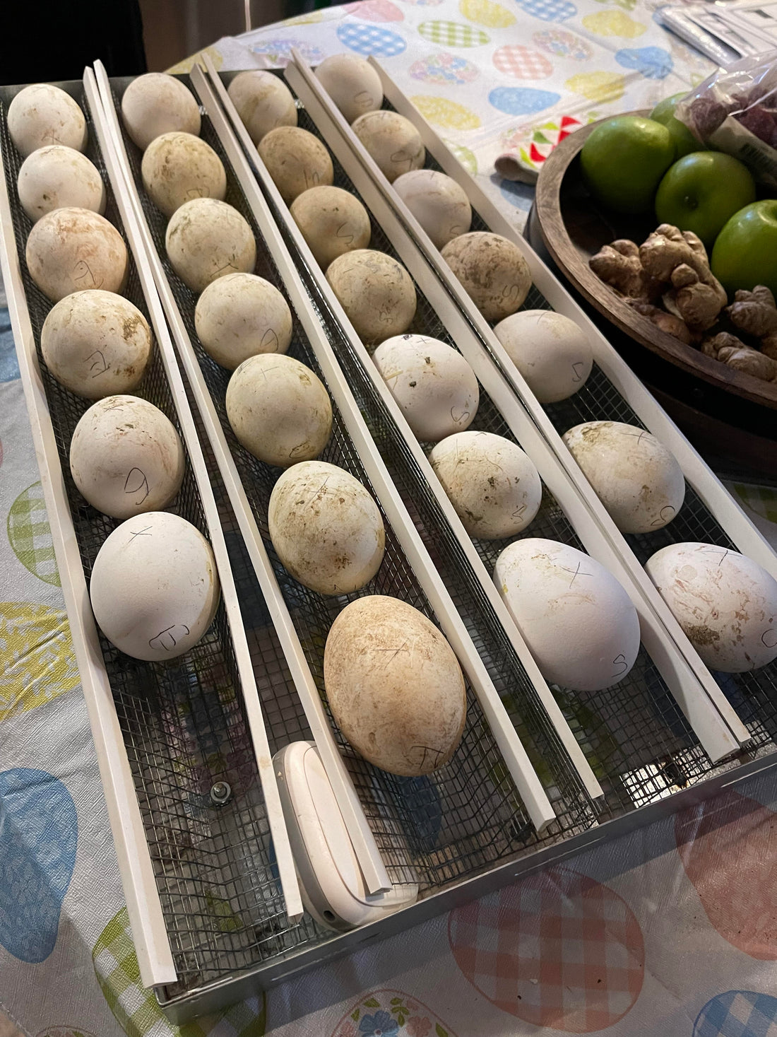 Our 1st tray of Sebastapol and Embden Geese Eggs going in the incubator tonight