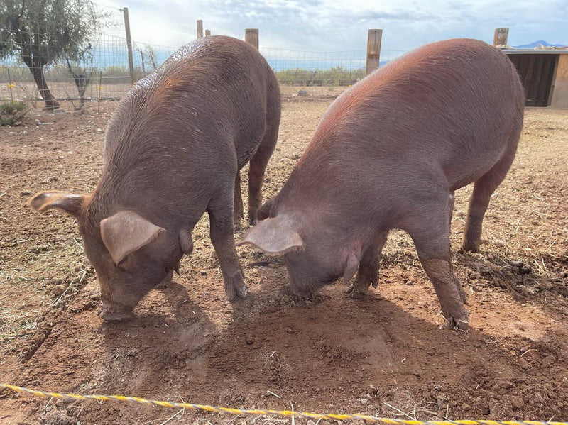 Pork Shares, Breeding Stock & Feeders