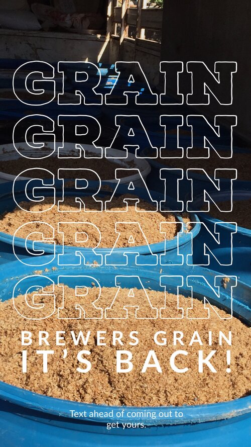 Wet Brewers' Grain - 55 gallon drum | apprx. 400lbs