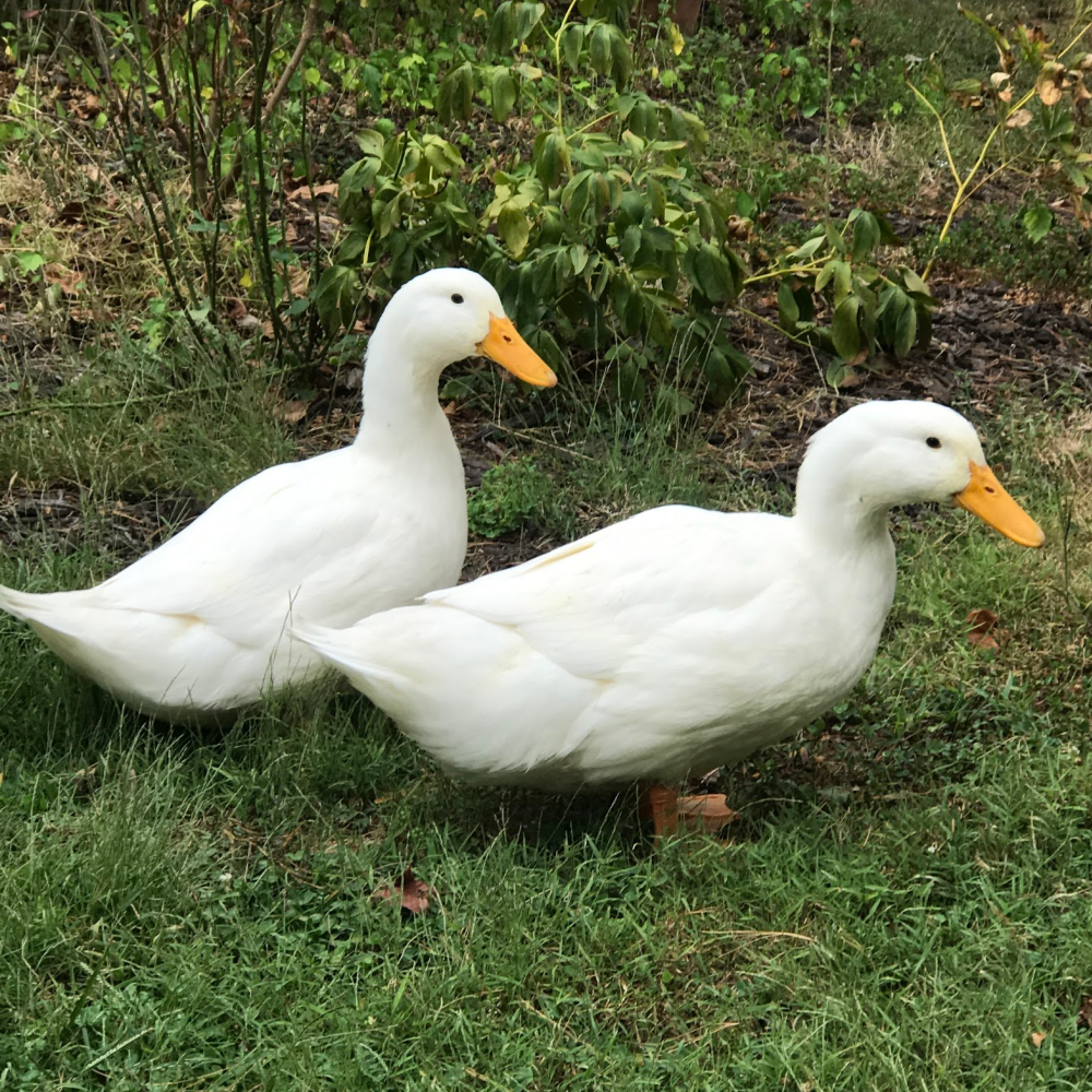 6+ Grimaud Hybrid Pekin Duck Hatching Eggs NPIP/AI Clean