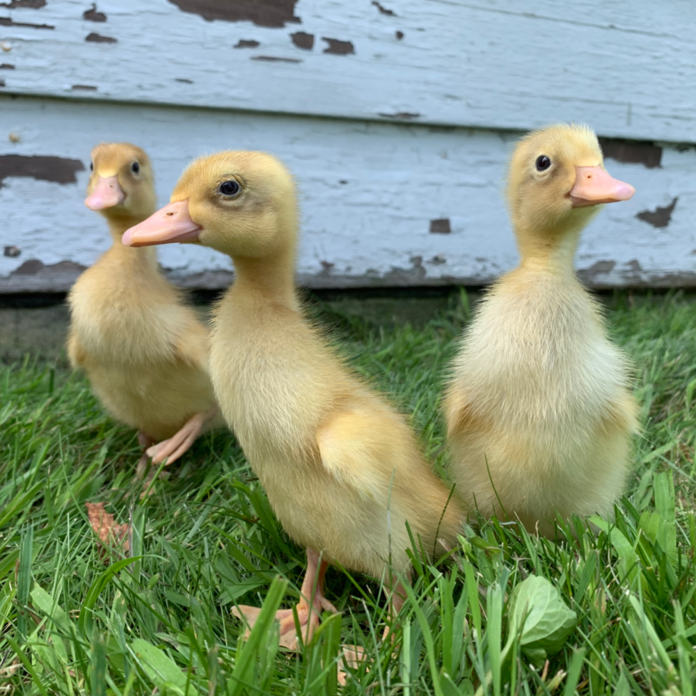 6+ Grimaud Hybrid Pekin Duck Hatching Eggs NPIP/AI Clean