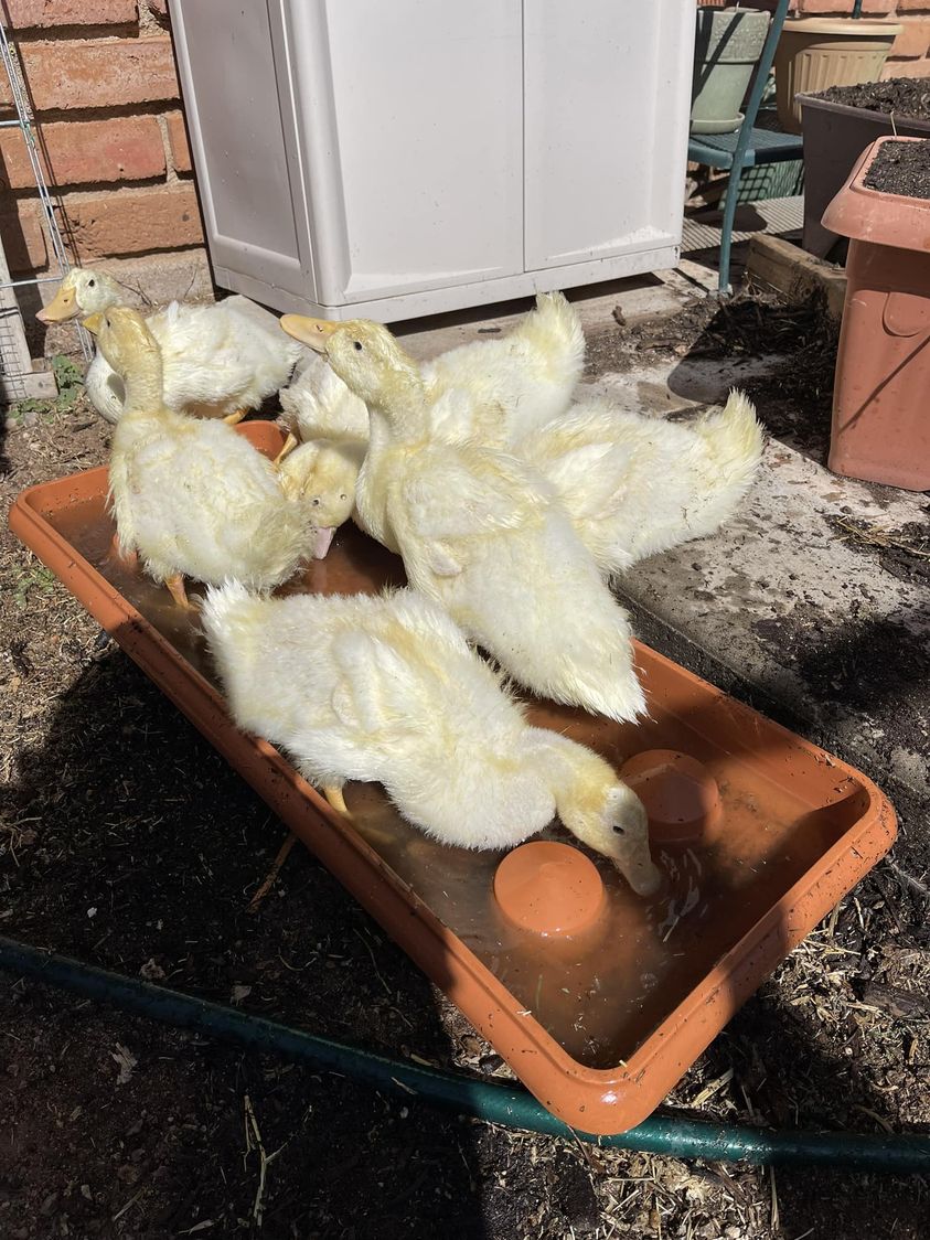 10+ Grimaud Hybrid Pekin Duck Hatching Eggs NPIP/AI Clean