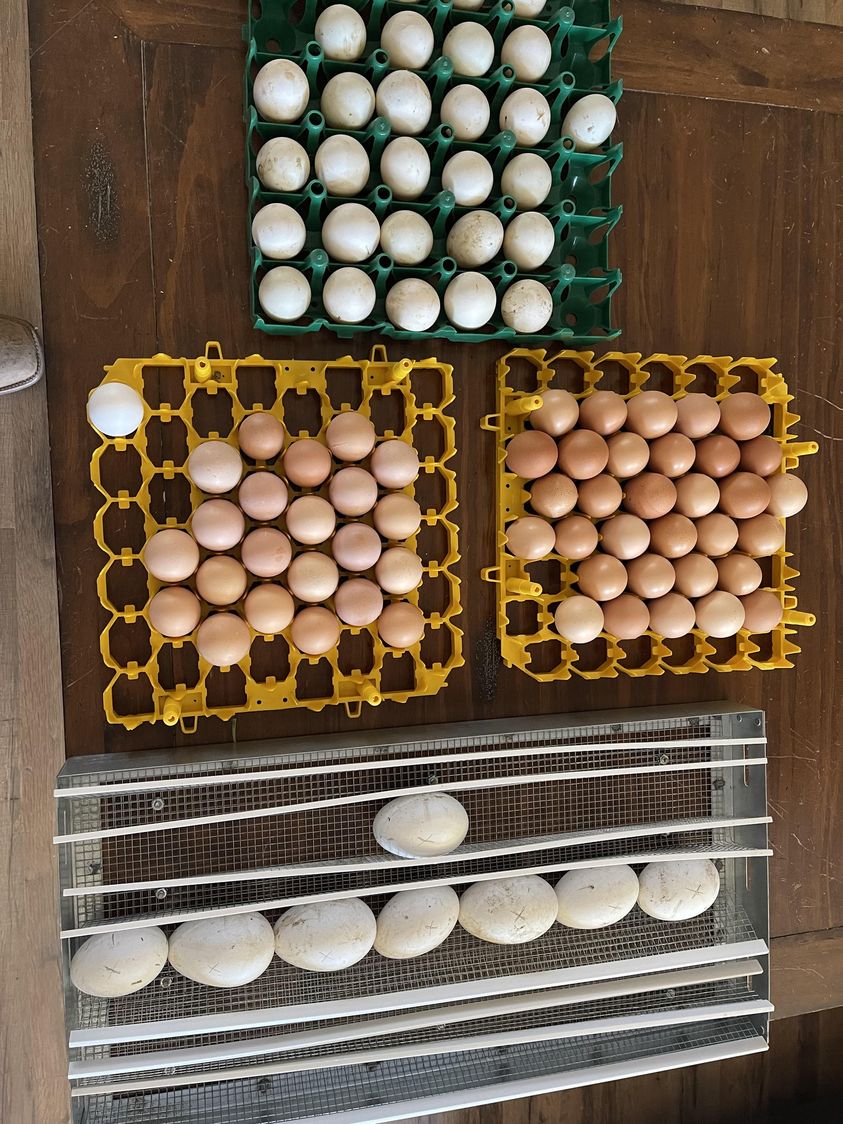 Poultry Incubation / Hatching Services