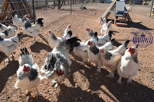 Purebred Buff Brahma Chicks NPIP/AI Clean