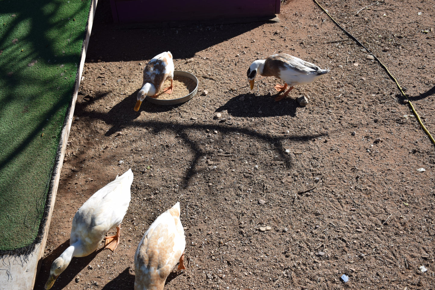 10+ Purebred White/Fawn Indian Runner Duck Hatching Eggs NPIP/AI Clean