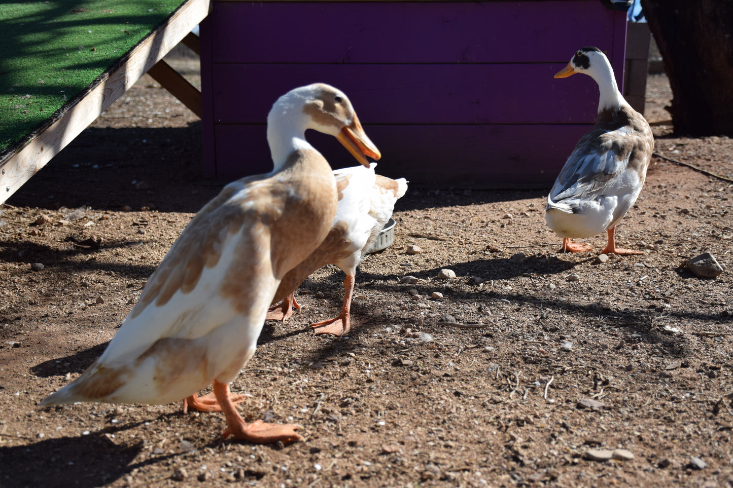 10+ Purebred White/Fawn Indian Runner Duck Hatching Eggs NPIP/AI Clean