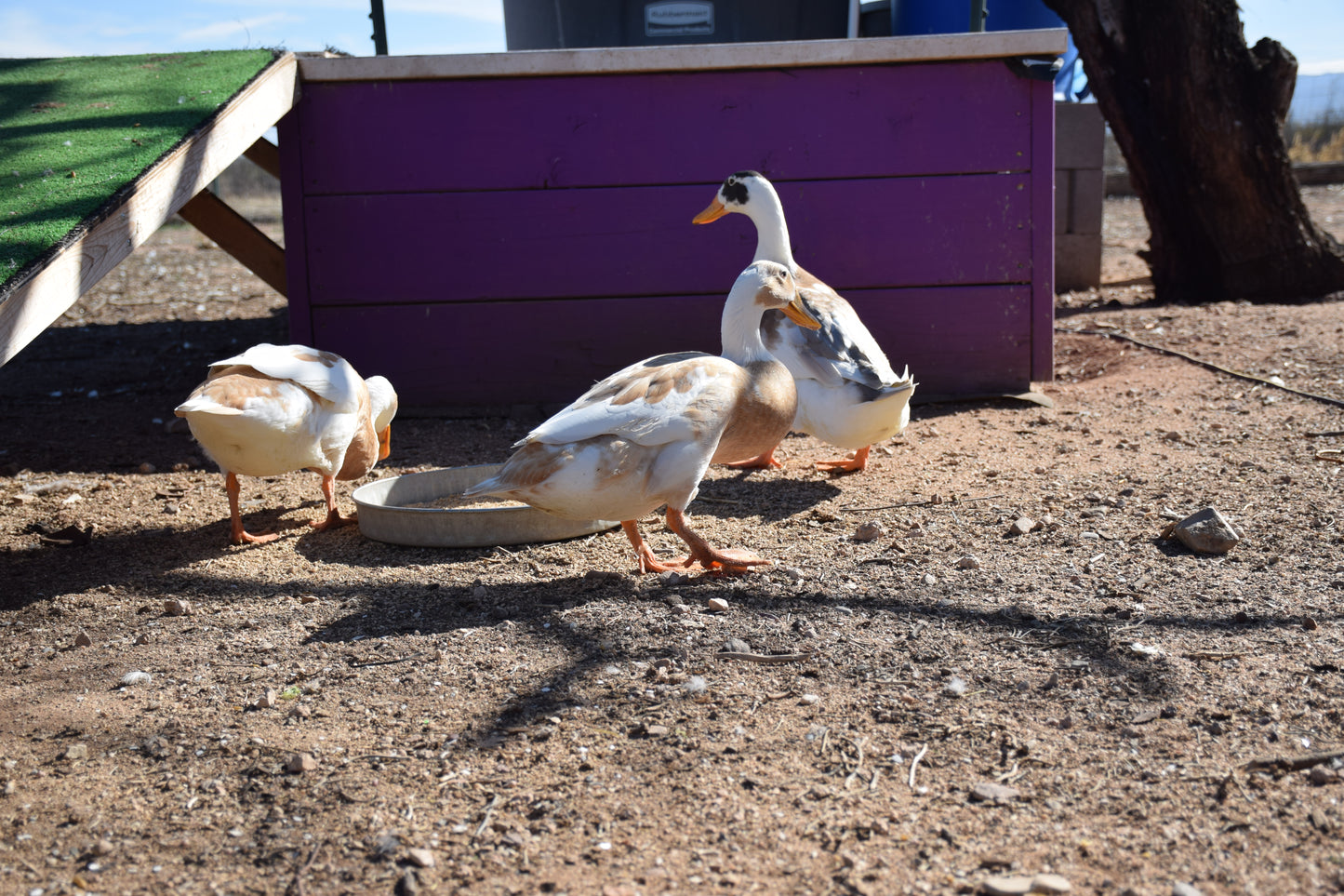 10+ Purebred White/Fawn Indian Runner Duck Hatching Eggs NPIP/AI Clean