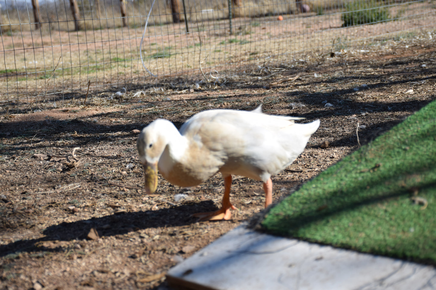 10+ Purebred White/Fawn Indian Runner Duck Hatching Eggs NPIP/AI Clean