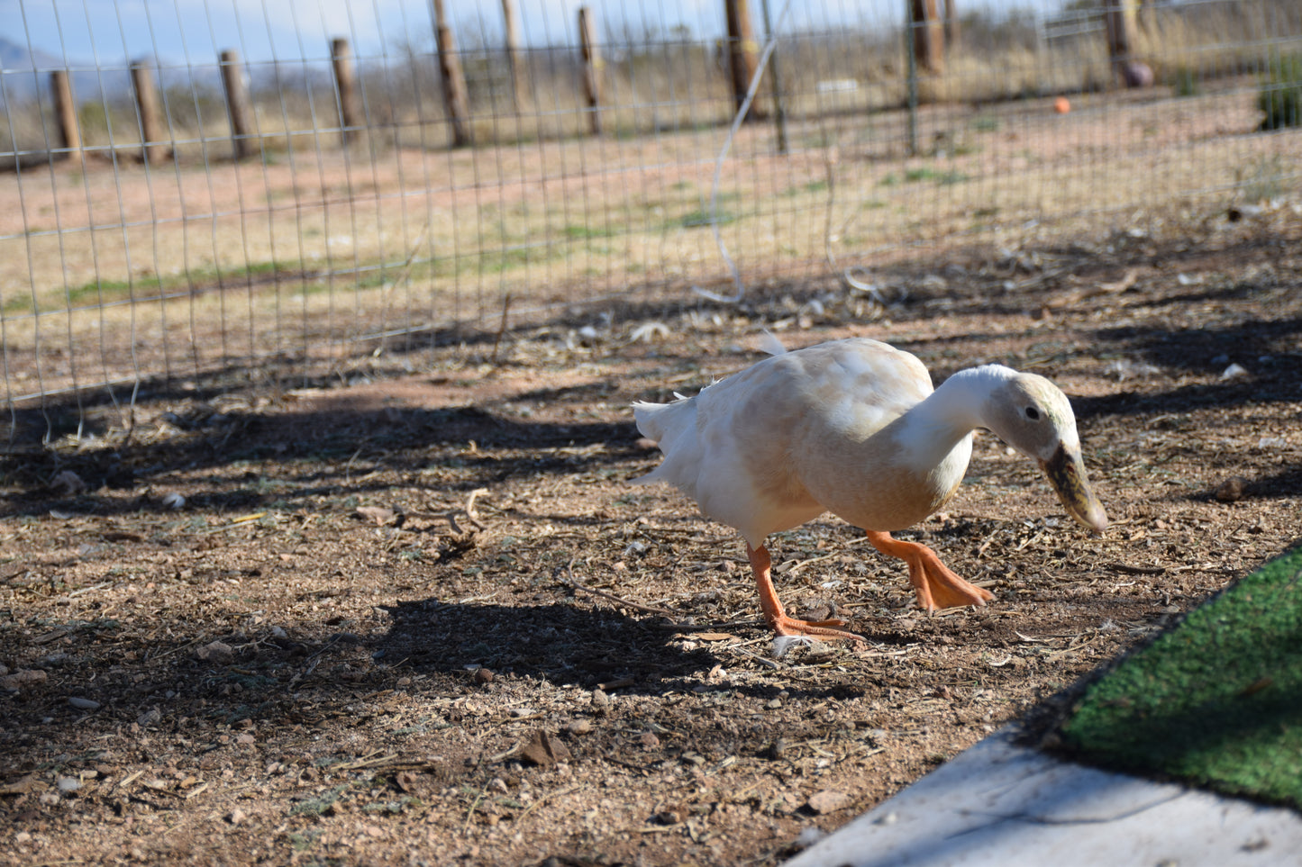 10+ Purebred White/Fawn Indian Runner Duck Hatching Eggs NPIP/AI Clean