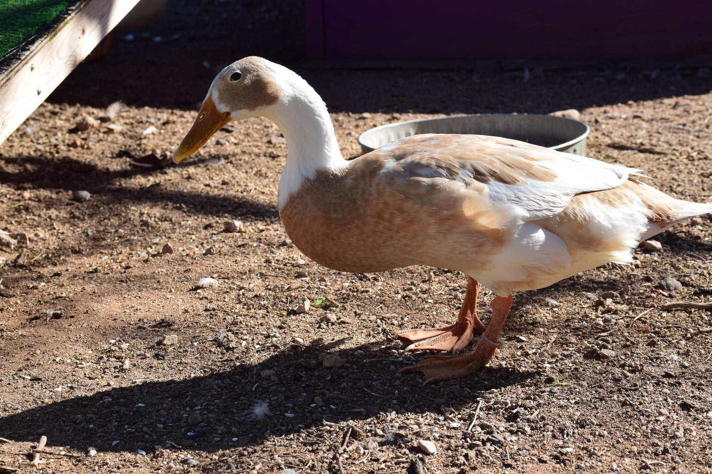 10+ Purebred White/Fawn Indian Runner Duck Hatching Eggs NPIP/AI Clean