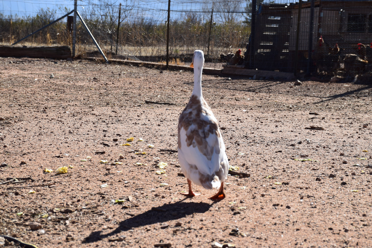 10+ Purebred White/Fawn Indian Runner Duck Hatching Eggs NPIP/AI Clean