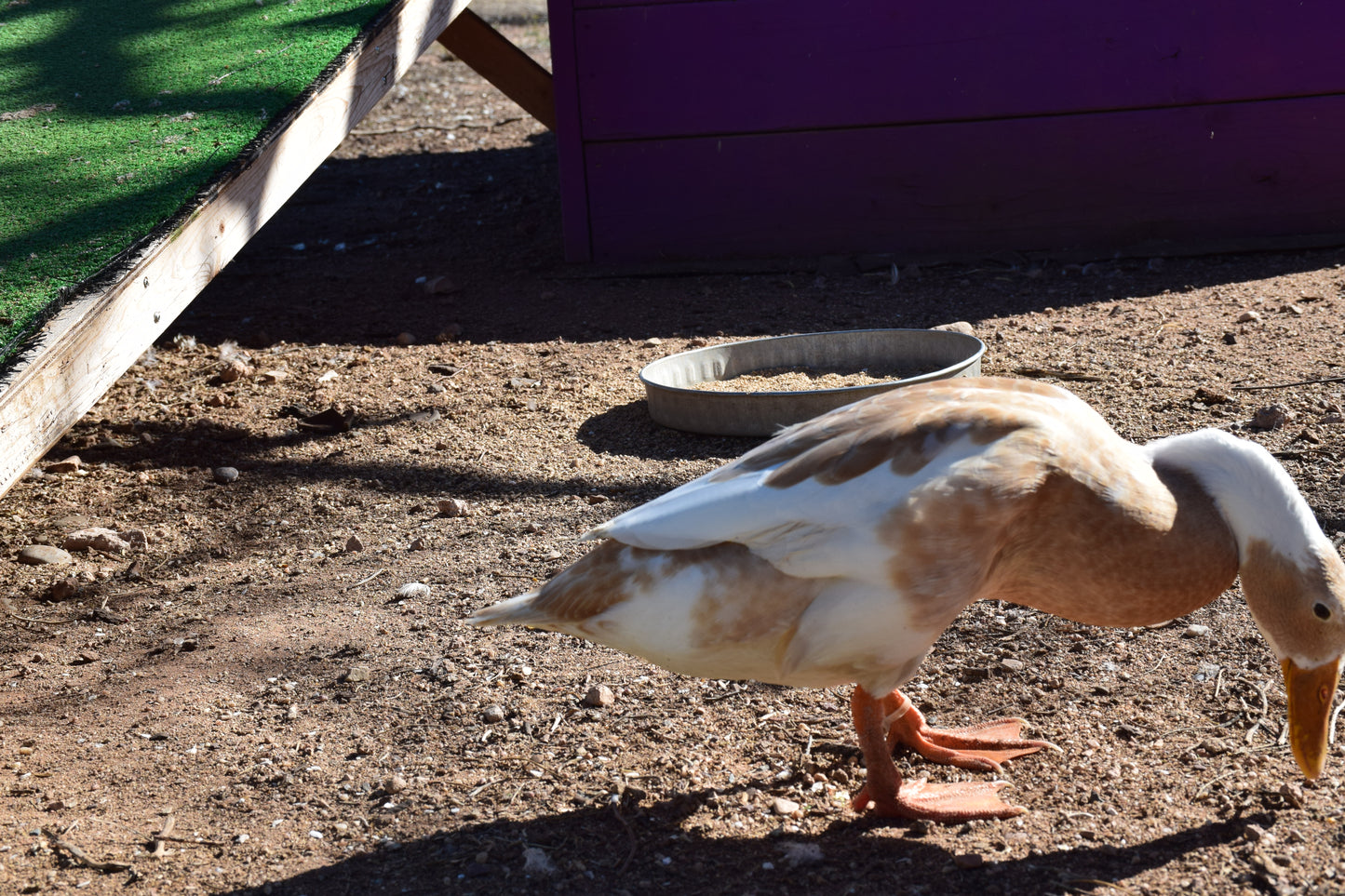 10+ Purebred White/Fawn Indian Runner Duck Hatching Eggs NPIP/AI Clean