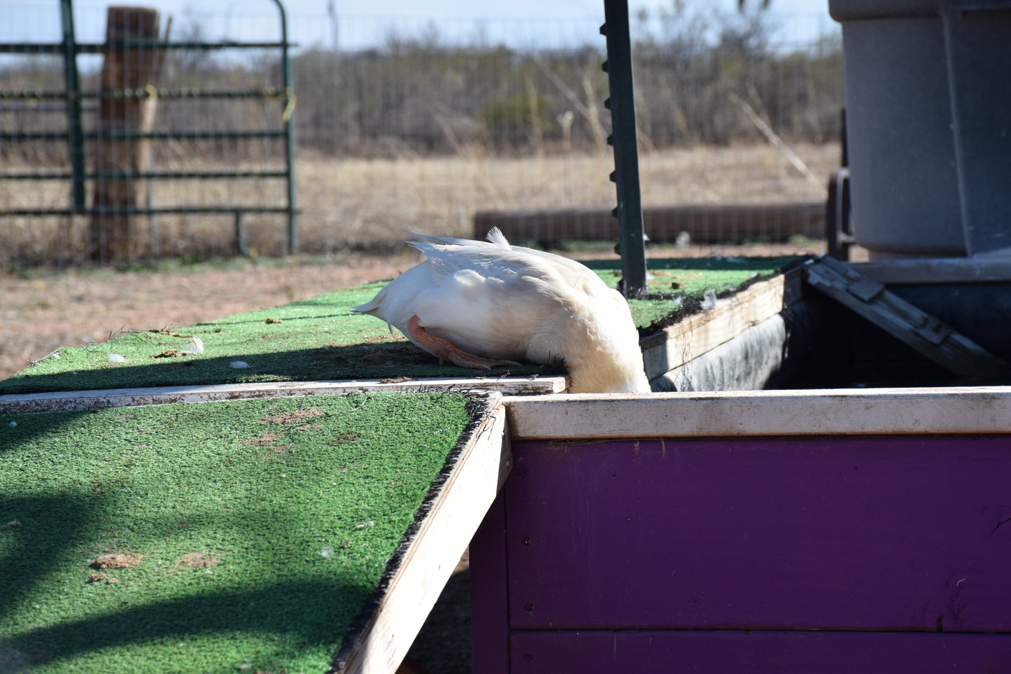 10+ Purebred White/Fawn Indian Runner Duck Hatching Eggs NPIP/AI Clean