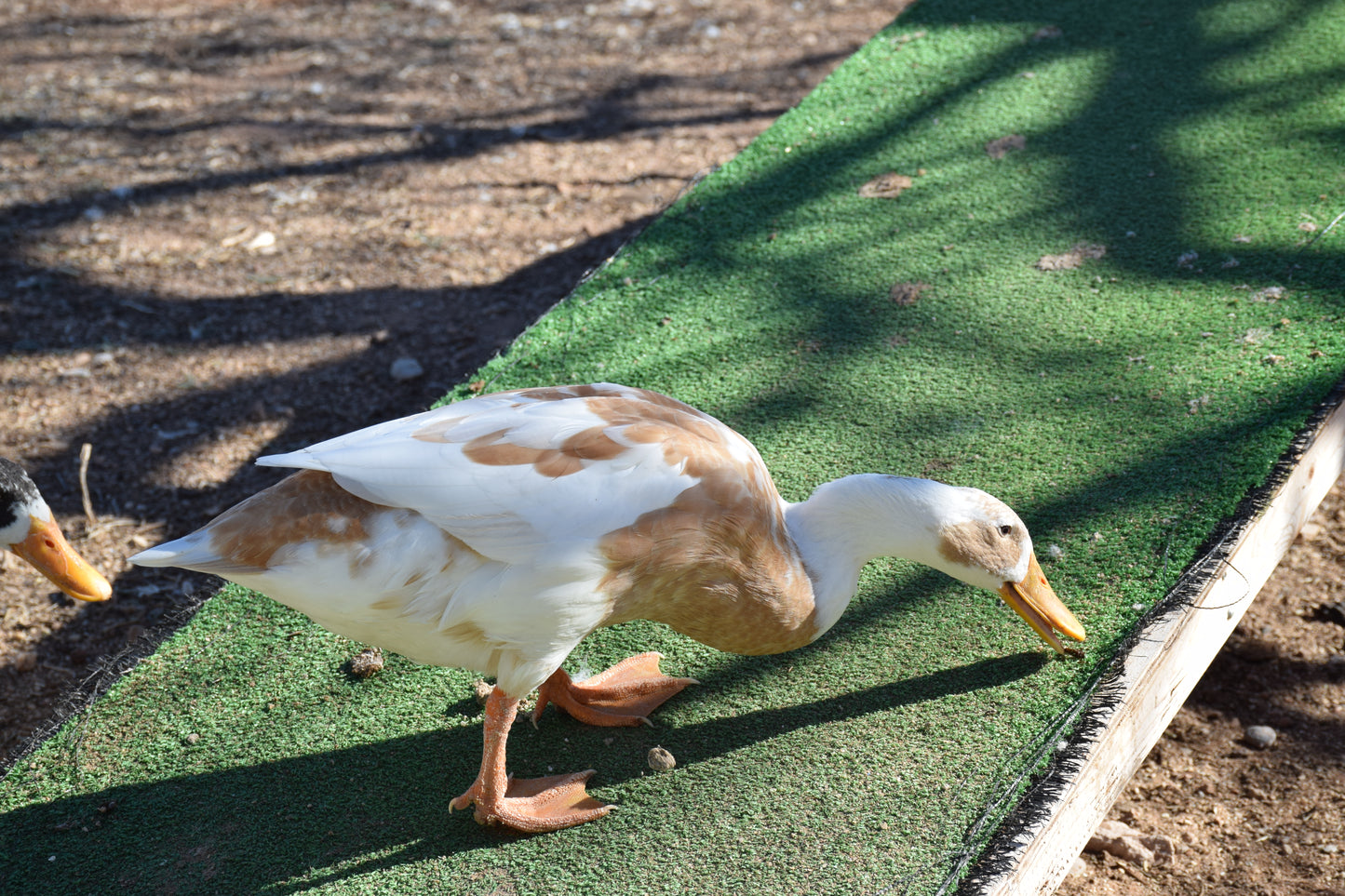 10+ Purebred White/Fawn Indian Runner Duck Hatching Eggs NPIP/AI Clean