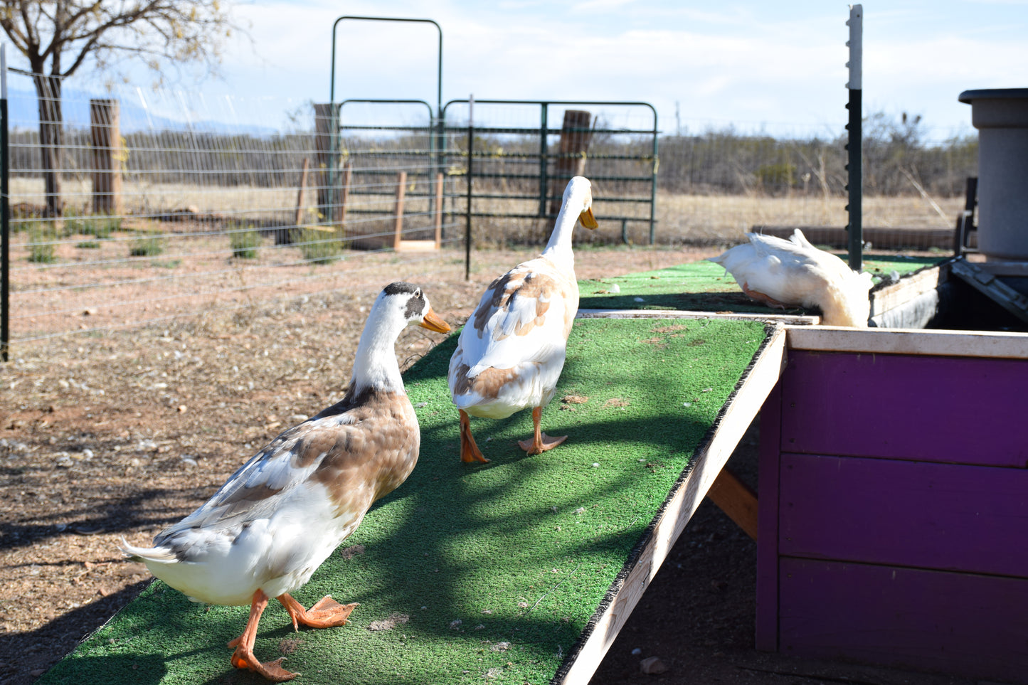 10+ Purebred White/Fawn Indian Runner Duck Hatching Eggs NPIP/AI Clean