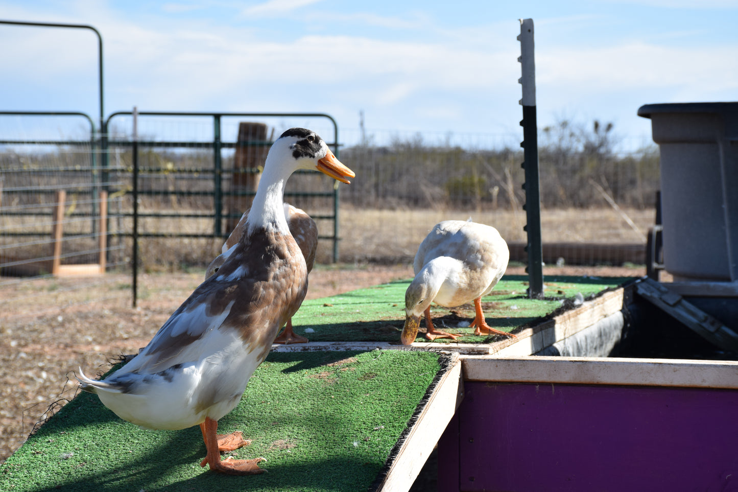 10+ Purebred White/Fawn Indian Runner Duck Hatching Eggs NPIP/AI Clean