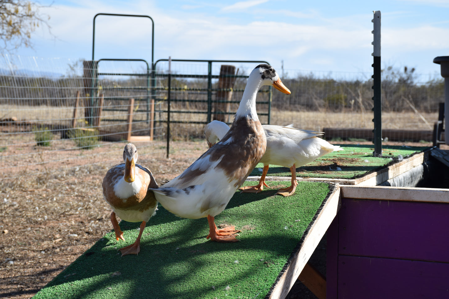 10+ Purebred White/Fawn Indian Runner Duck Hatching Eggs NPIP/AI Clean