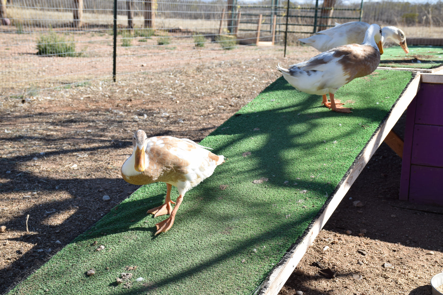 10+ Purebred White/Fawn Indian Runner Duck Hatching Eggs NPIP/AI Clean