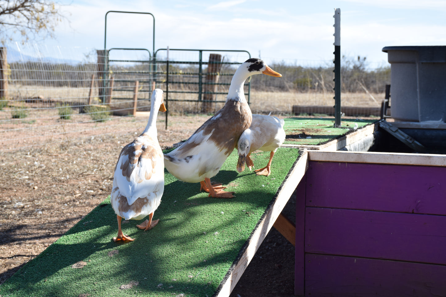 10+ Purebred White/Fawn Indian Runner Duck Hatching Eggs NPIP/AI Clean