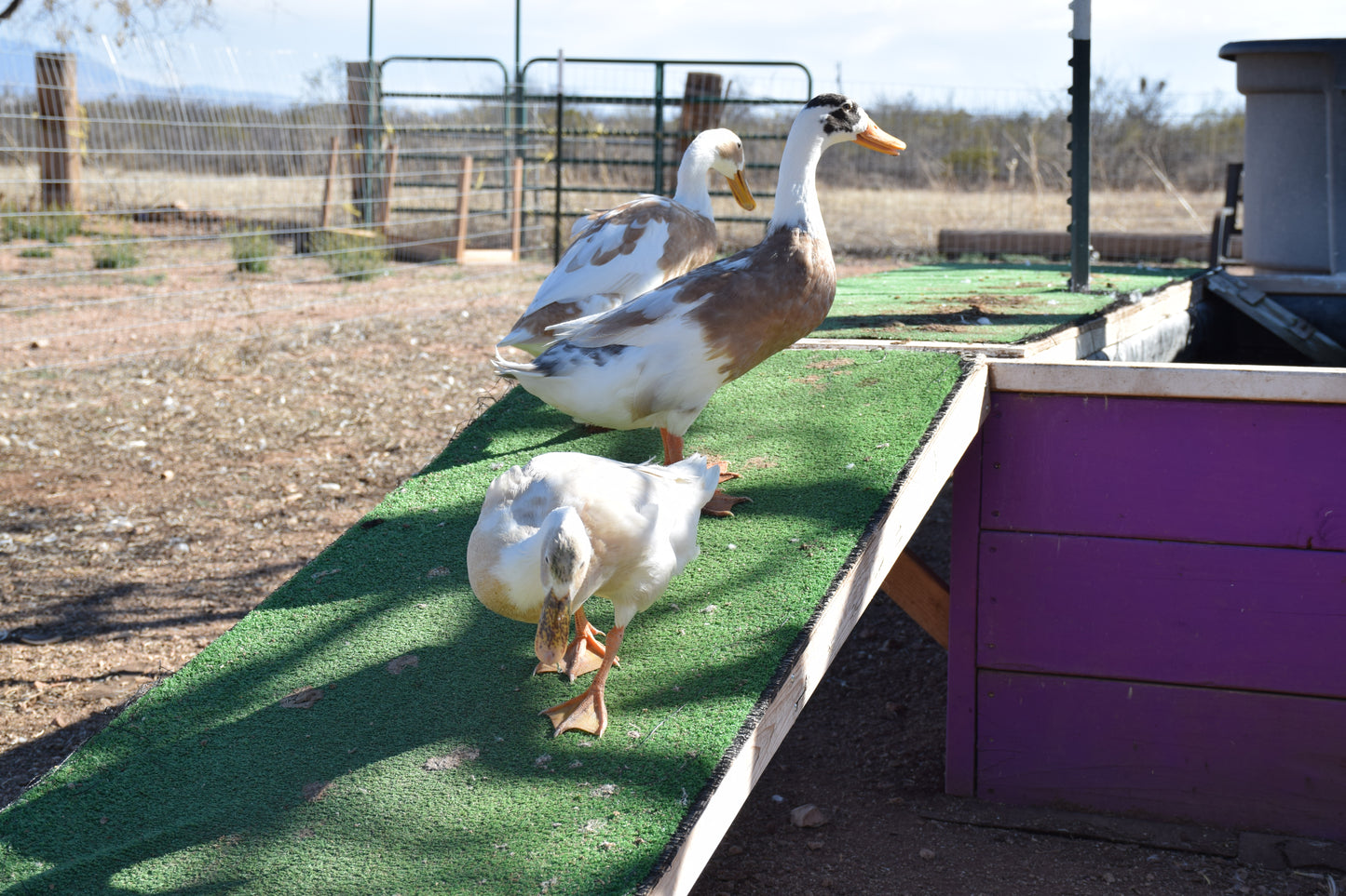 10+ Purebred White/Fawn Indian Runner Duck Hatching Eggs NPIP/AI Clean