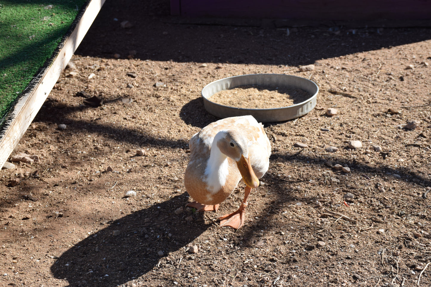 10+ Purebred White/Fawn Indian Runner Duck Hatching Eggs NPIP/AI Clean