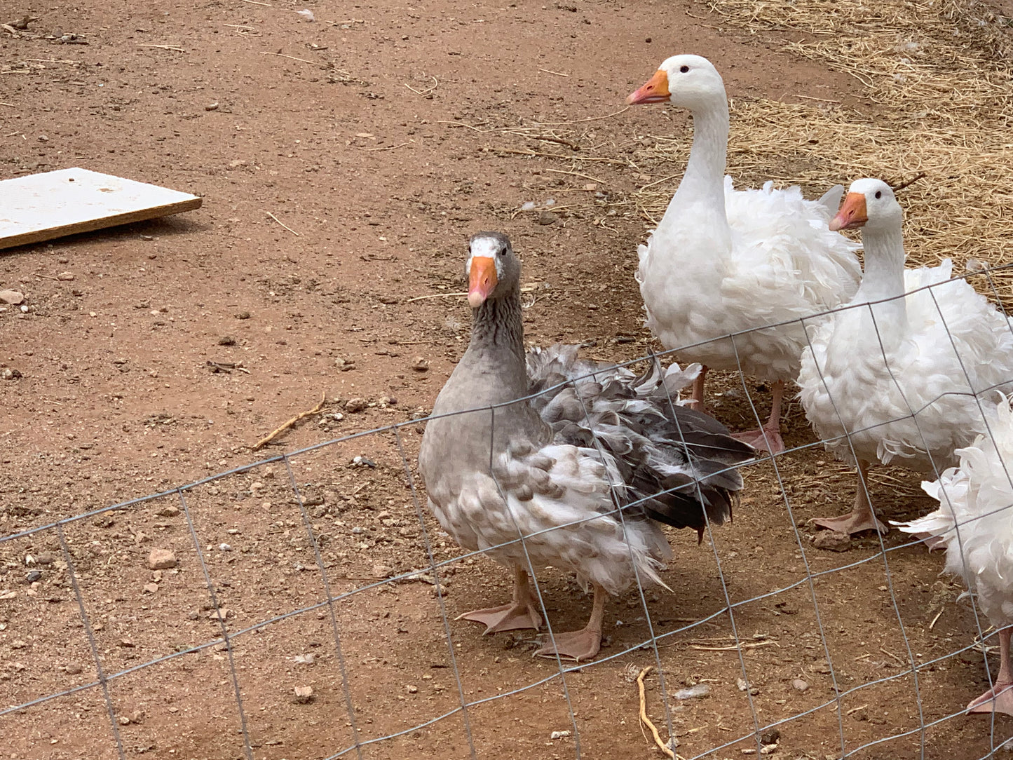 6+ Purebred Sebastopol Geese Hatching Eggs NPIP/AI Clean