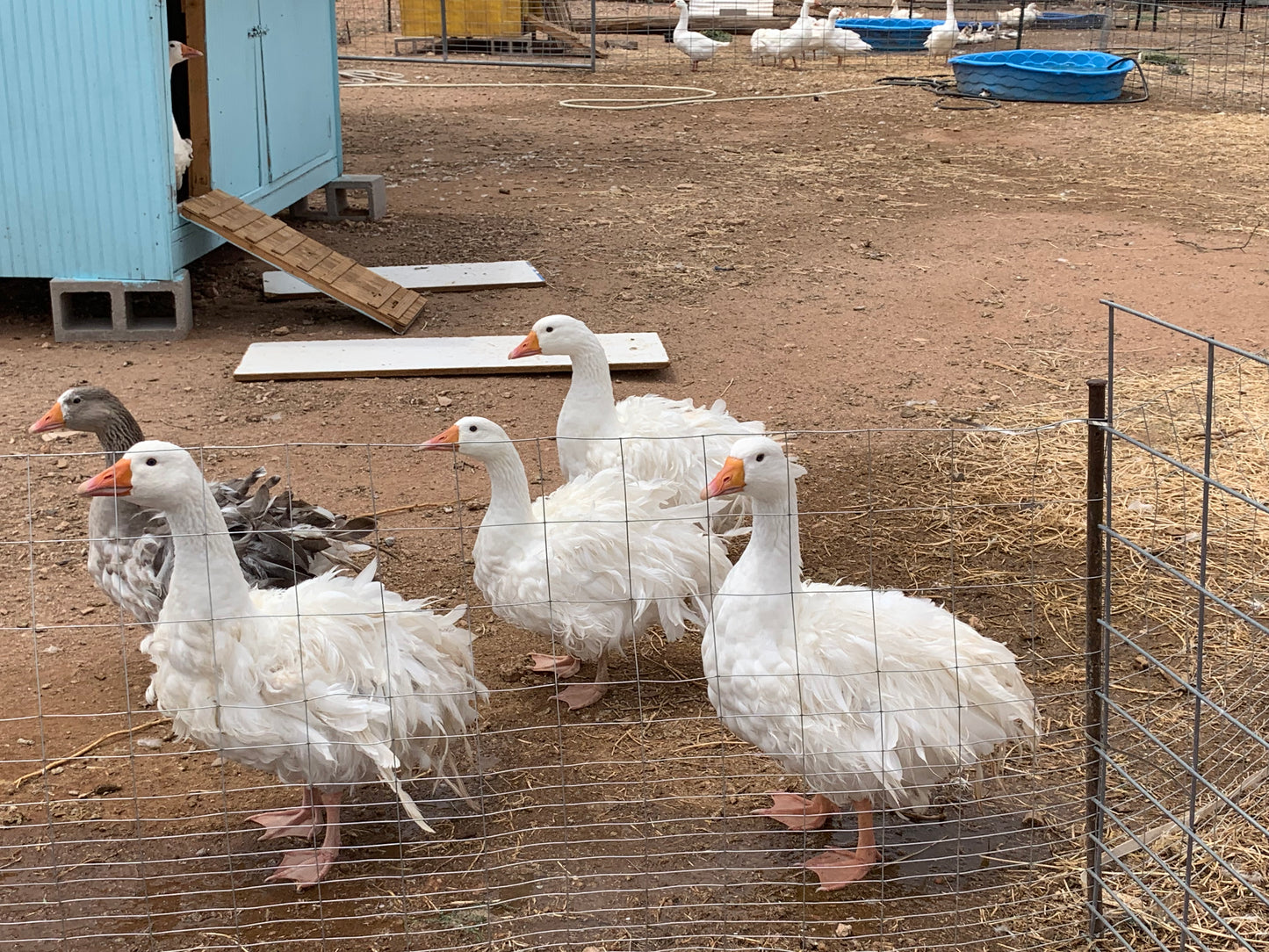 6+ Purebred Sebastopol Geese Hatching Eggs NPIP/AI Clean