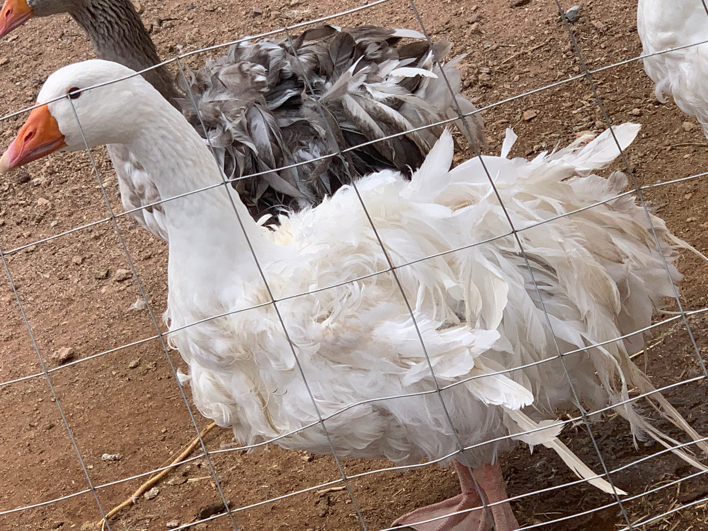 Sebastopol Goslings NPIP/AI Clean (straight run - unsexed) 4/6/24