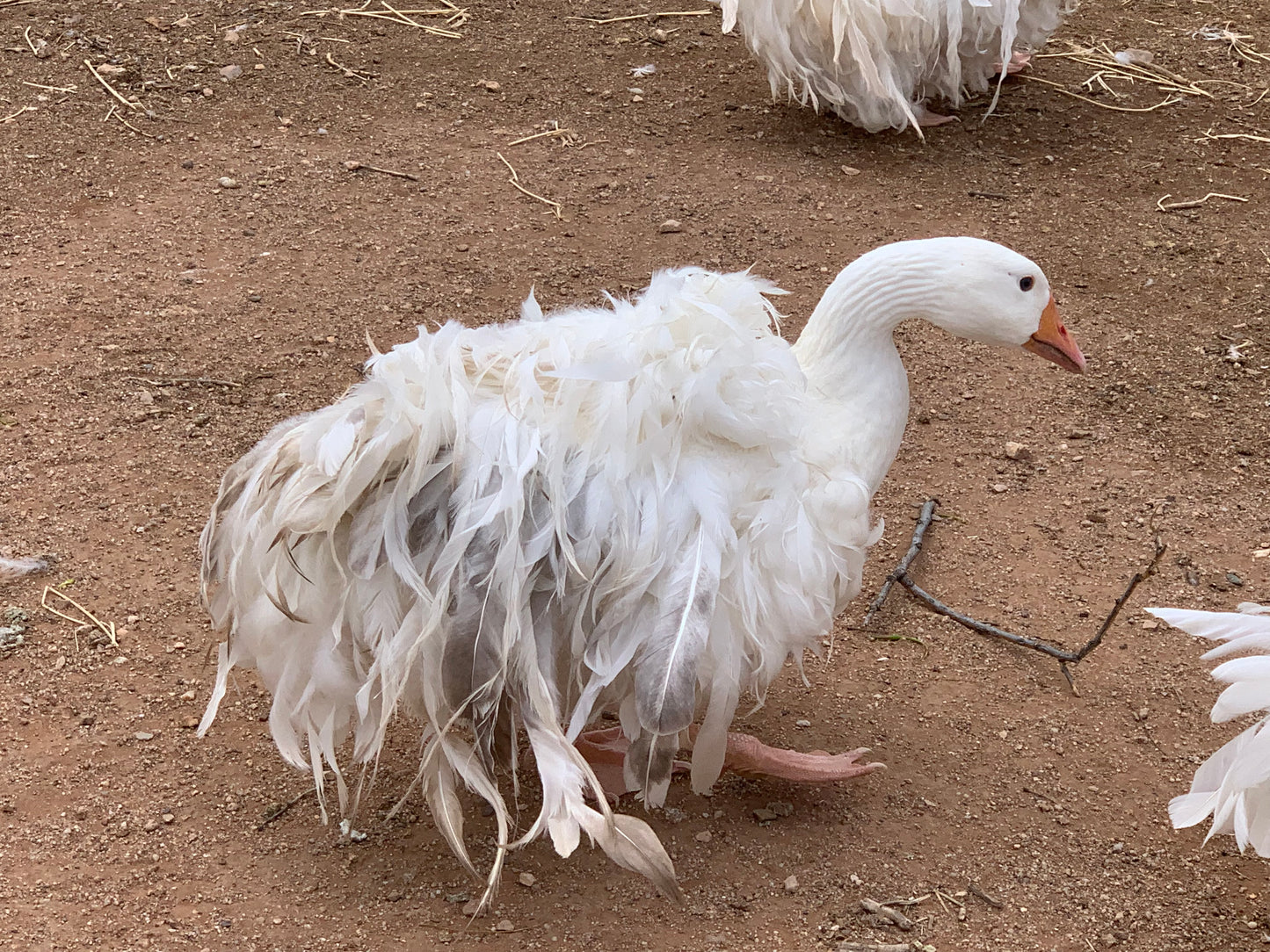 6+ Purebred Sebastopol Geese Hatching Eggs NPIP/AI Clean