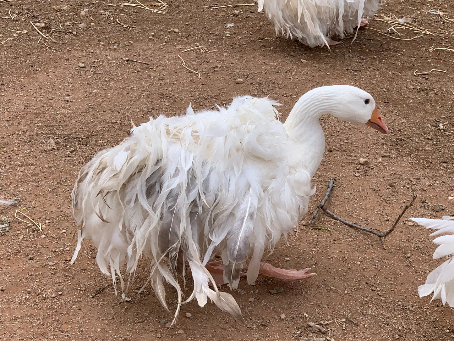 Sebastopol Goslings NPIP/AI Clean (straight run - unsexed) 4/6/24