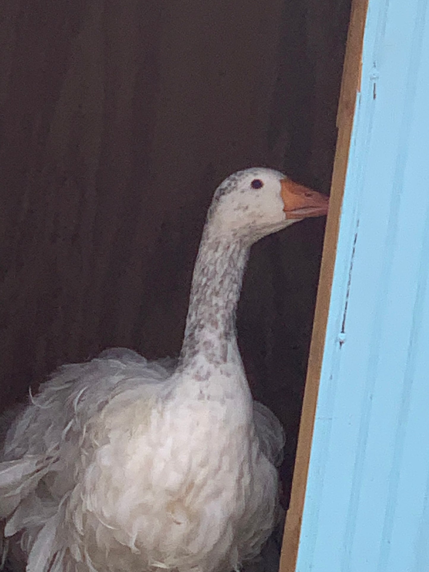 6+ Purebred Sebastopol Geese Hatching Eggs NPIP/AI Clean