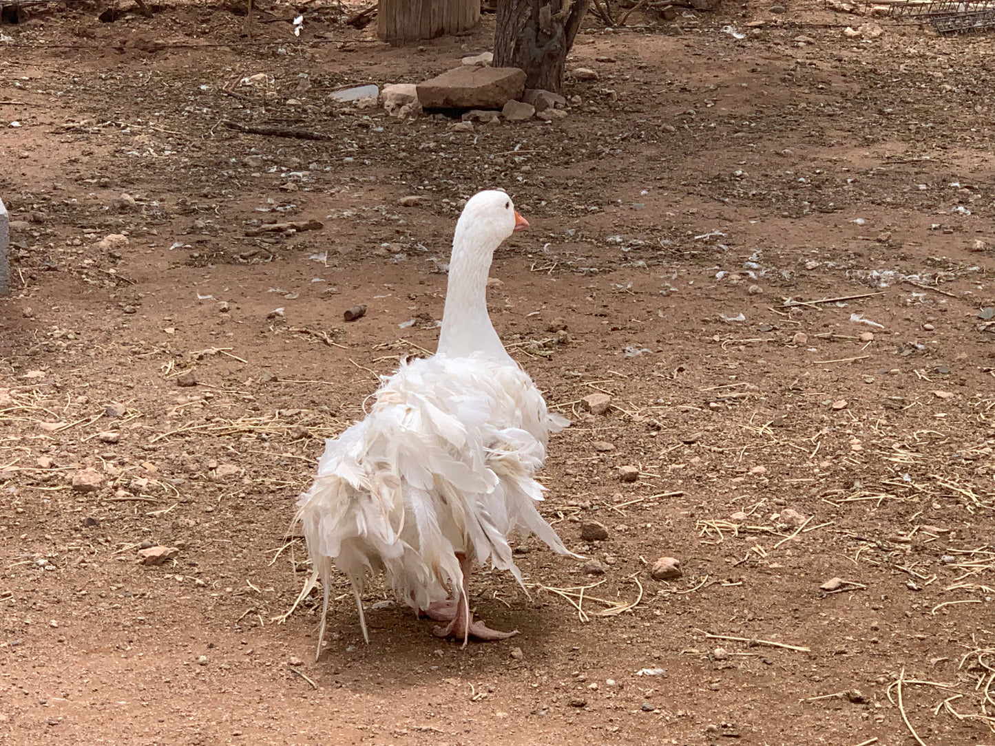 6+ Purebred Sebastopol Geese Hatching Eggs NPIP/AI Clean