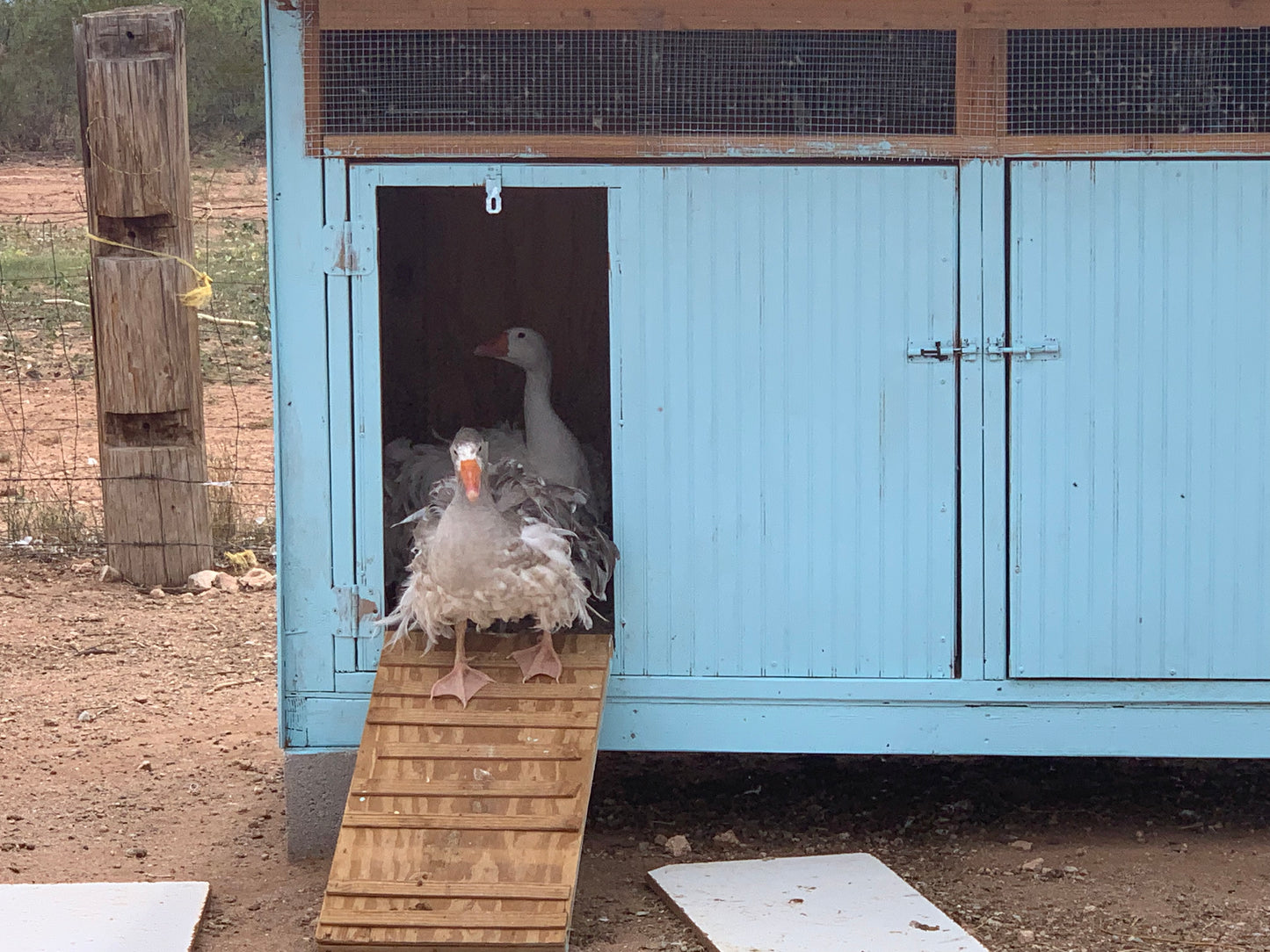 6+ Purebred Sebastopol Geese Hatching Eggs NPIP/AI Clean