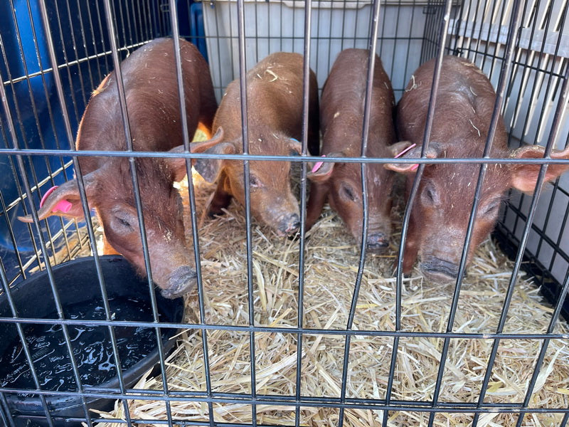 Purebred Registered Heritage Breed Red Wattle Gilt Piglets (Registered)