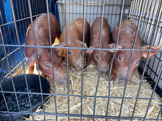 Purebred Heritage Breed Red Wattle Feeder Piglets (Unregistered)