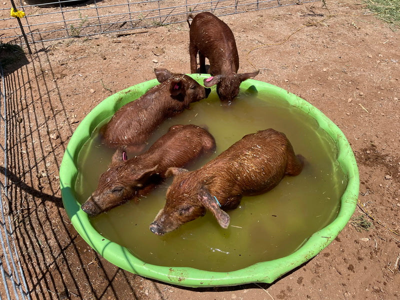 Purebred Registered Heritage Breed Red Wattle Gilt Piglets (Registered)