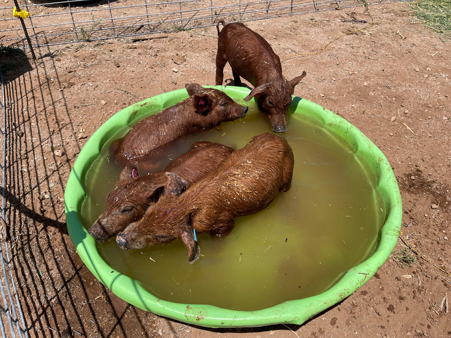 Purebred Heritage Breed Red Wattle Feeder Piglets (Unregistered)