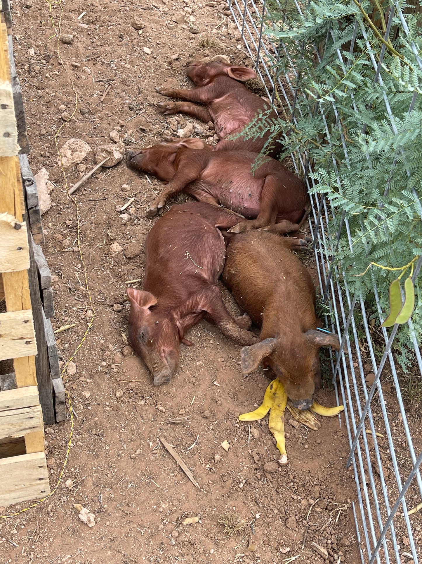 Purebred Heritage Breed Red Wattle Feeder Piglets (Unregistered)