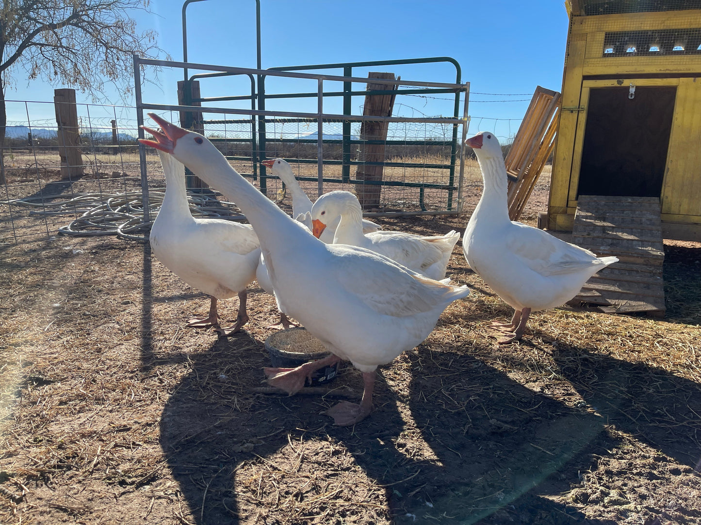 Purebred Embden Goslings NPIP/AI Clean - Hatched 4/6/24