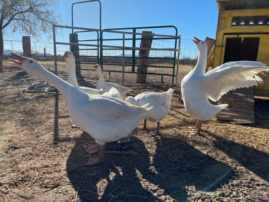 6+ Purebred Embden Geese Hatching Eggs NPIP/AI Clean