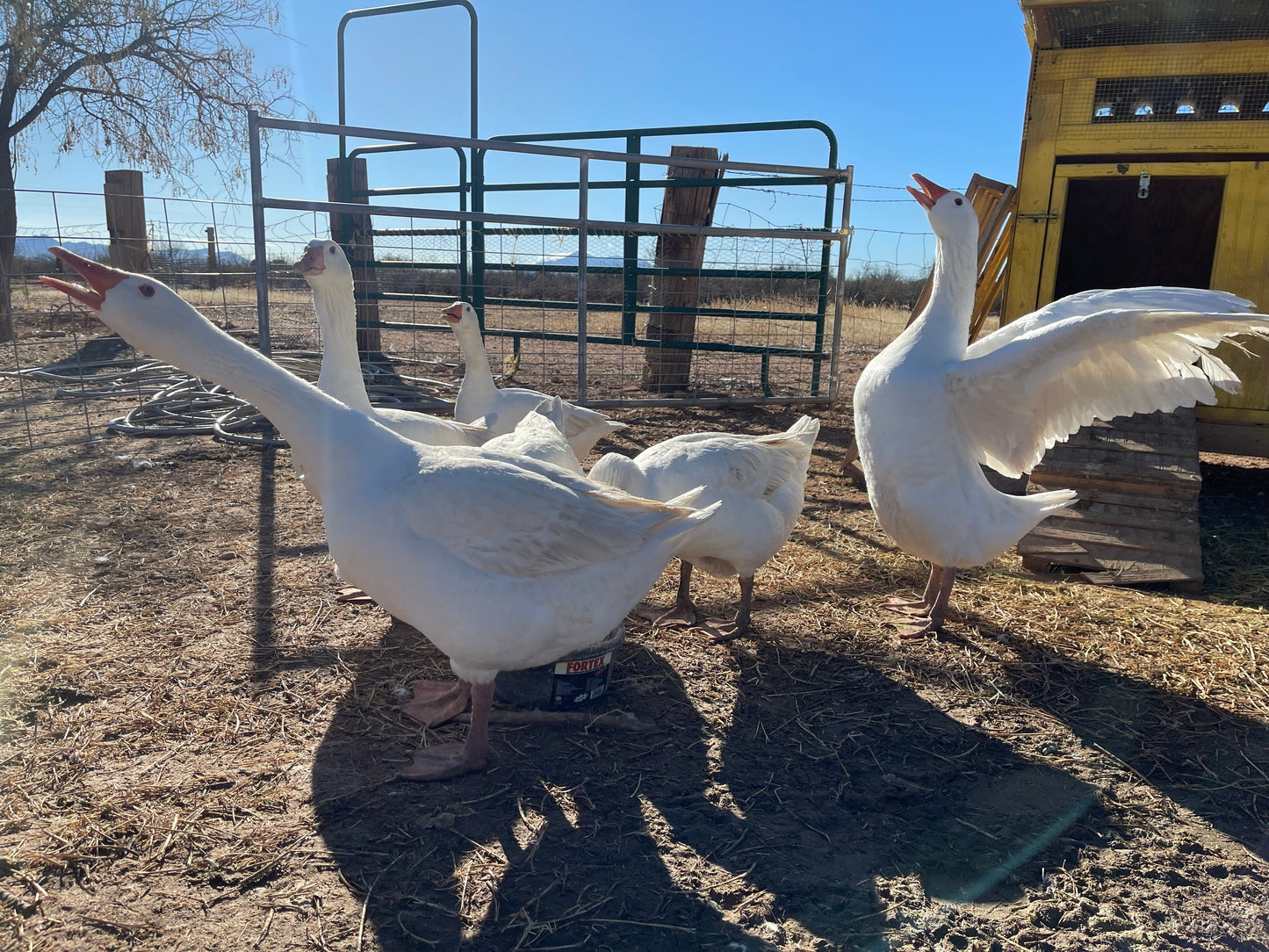 Purebred Embden Goslings NPIP/AI Clean - Hatched 4/6/24