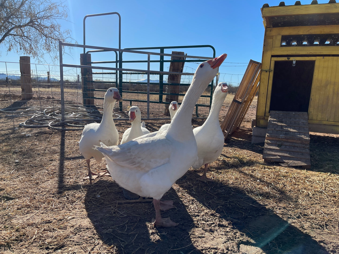 Purebred Embden Goslings NPIP/AI Clean - Hatched 4/6/24