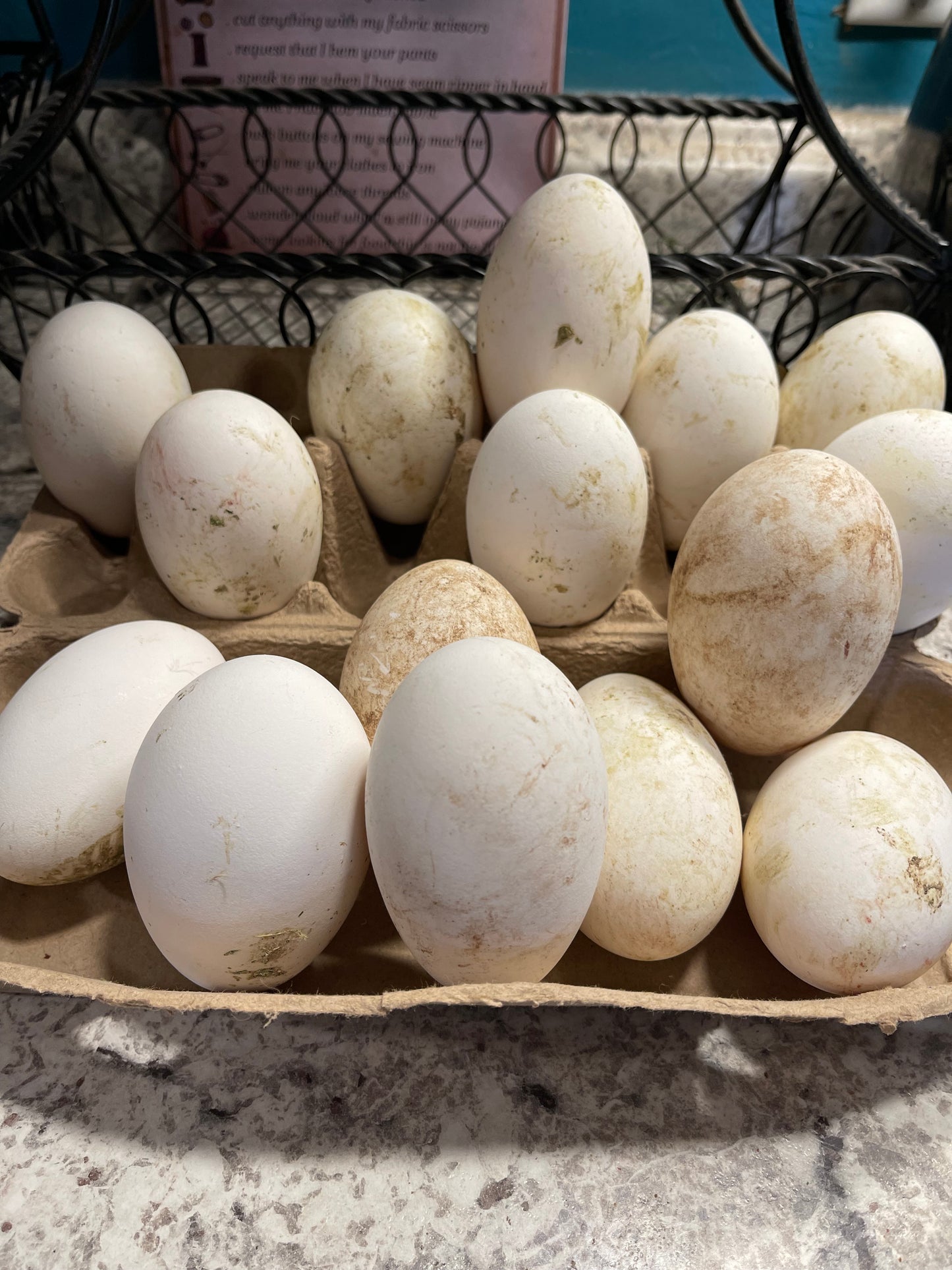 6+ Purebred Embden Geese Hatching Eggs NPIP/AI Clean