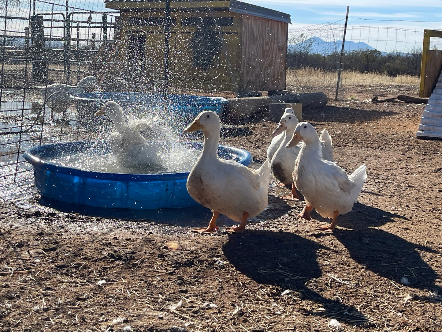 10+ Grimaud Hybrid Pekin Duck Hatching Eggs NPIP/AI Clean