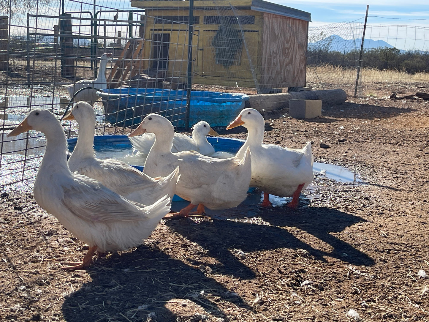 10+ Grimaud Hybrid Pekin Duck Hatching Eggs NPIP/AI Clean