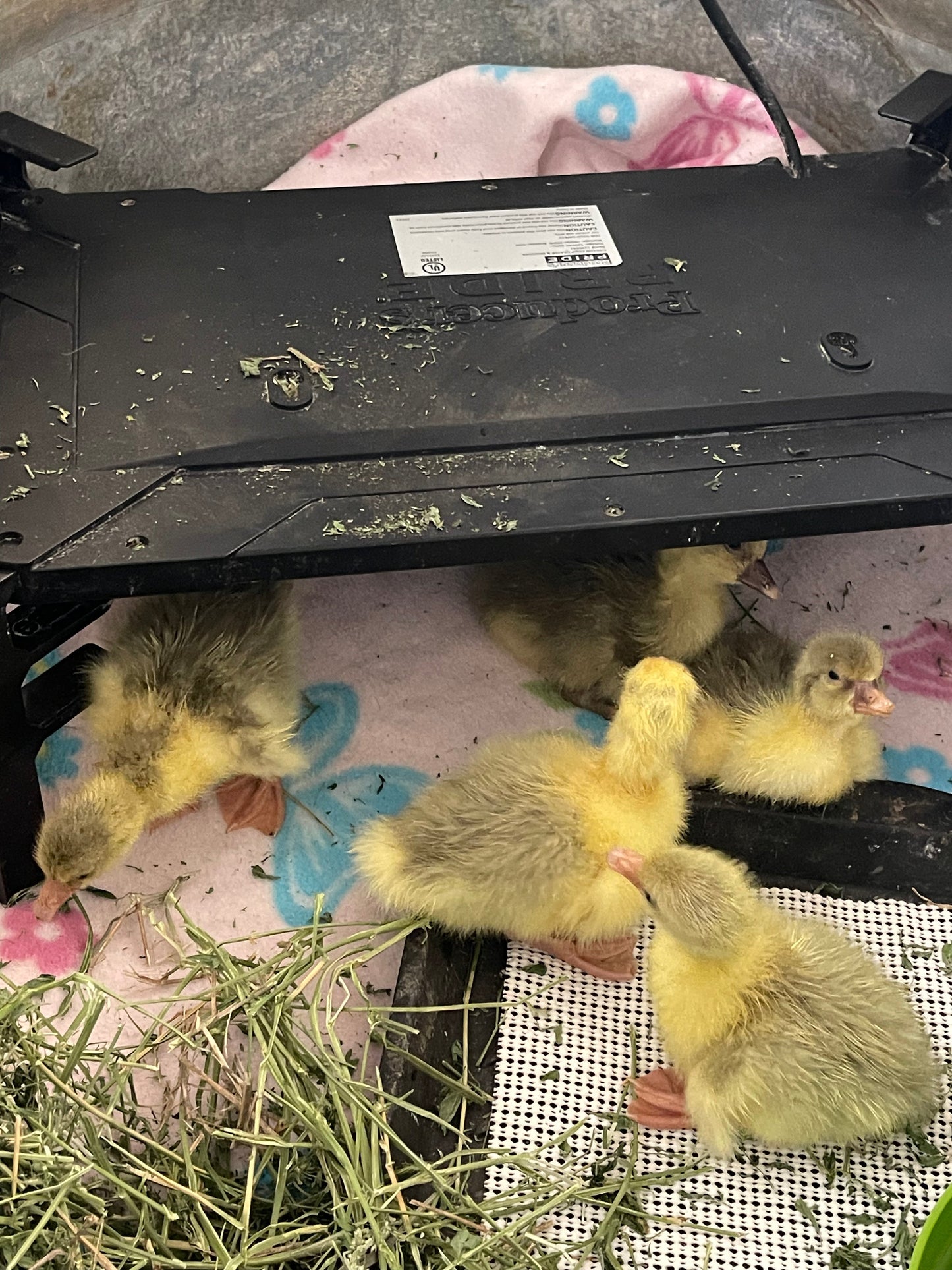 Sebastopol Goslings NPIP/AI Clean (straight run - unsexed) 4/6/24