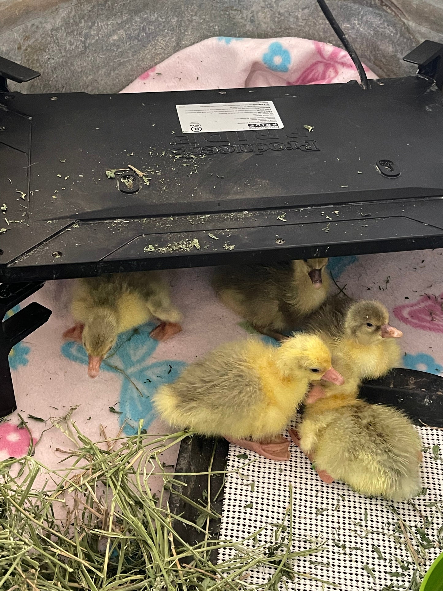 Sebastopol Goslings NPIP/AI Clean (straight run - unsexed) 4/6/24