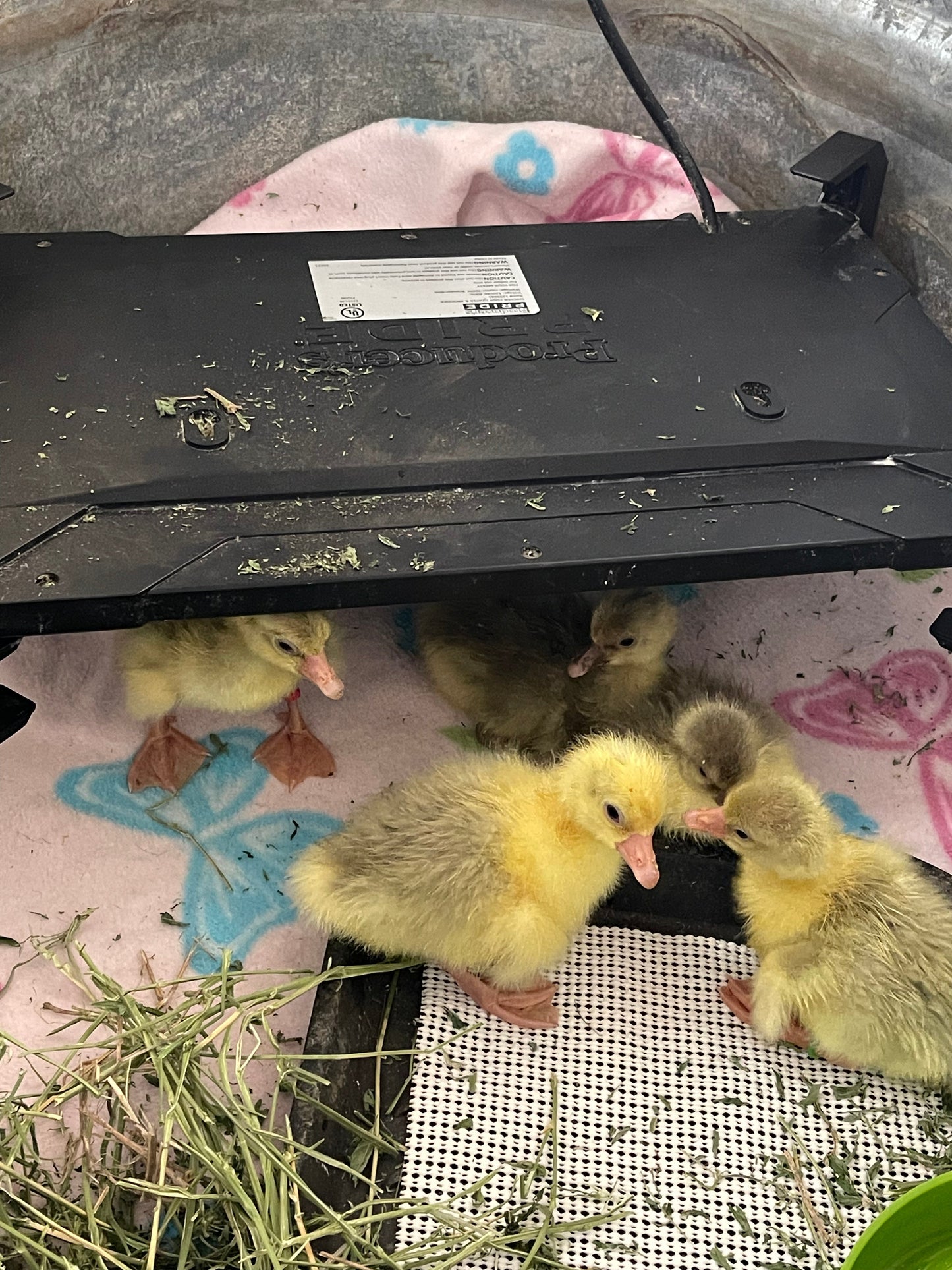 Sebastopol Goslings NPIP/AI Clean (straight run - unsexed) 4/6/24